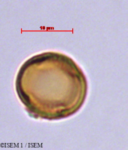 Echiochilon fruticosum - lame n° 29413